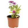 Osteospermum