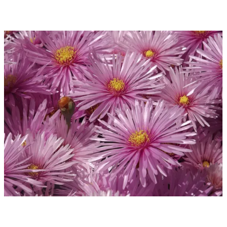Plantin de Rayito de sol / Lampranthus