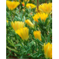 Plantin de Rayito de sol / Lampranthus