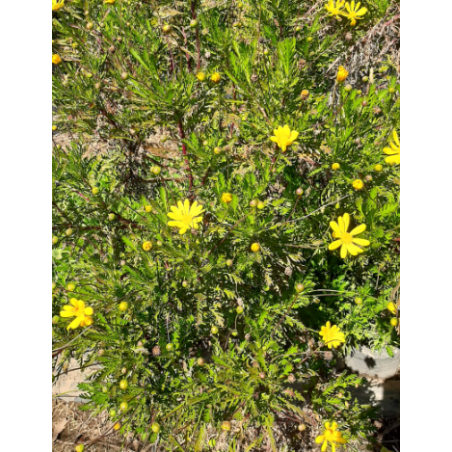 Plantin de Paquerette