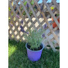 Lavanda Blue Spear
