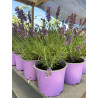 Lavanda Blue Spear