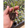 Plantin de Monstera