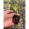 Plantin de Monstera