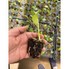 Plantin de Monstera