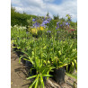 Plantin de Agapanthus storm cloud - Agapanto azul