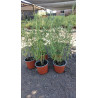 Planta Lavanda Francesa