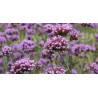 Plantin de verbena bonariensis