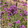 Plantin de verbena bonariensis