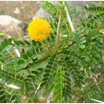 Plantin de Acacia capensis