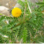 Plantin de Acacia capensis