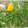 Plantin de Acacia capensis Plantin de Acacia capensis