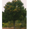 Plantin de Peumo