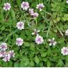 Plantin de Tiqui Tiqui / Phyla Nodiflora Reptans Plantin de Tiqui Tiqui / Phyla Nodiflora Reptans