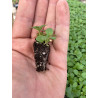 Plantin de Poleo