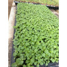Plantin de Poleo
