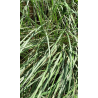 Plantin de Stipa caudata