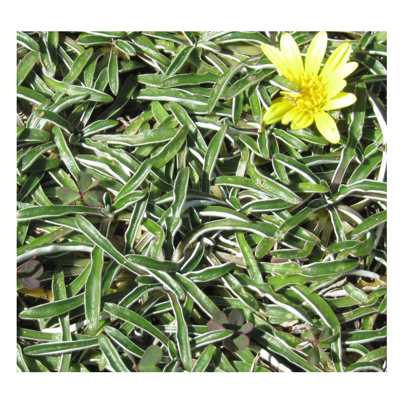 Plantin de Dimondia / Dymondia margaretae