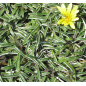 Plantin de Dimondia / Dymondia margaretae