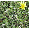 Plantin de Dimondia / Dymondia margaretae