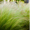 Plantin de Stipa Tenuisima /  Stipa Tenuissima