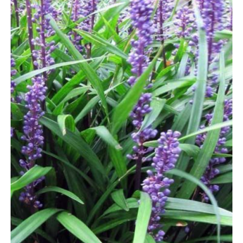 Plantin de Liriope Muscari