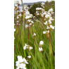 Plantin de Calle Calle / Libertia chilensis