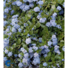 Plantin de Ceanoto Rastrero / Ceanothus