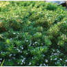 Plantin de Mioporo rastrero