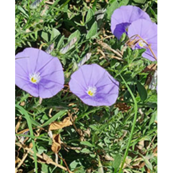Plantin de Convolvulus Rastrero Flor Azul