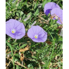 Plantin de Convolvulus Rastrero Flor Azul