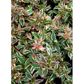 Plantin de Abelia variegada