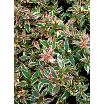 Plantin de Abelia variegada