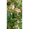 Plantin de Abelia Enana