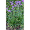 Plantin de Tulbaghia