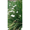 Plantin de Dietes Plantin de Dietes