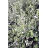 Plantin de Veronica Westringia