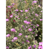Plantin de Malva de Cerro