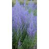 Plantin de Salvia yangii (Perovskia atripicifolia) - Salvia rusa