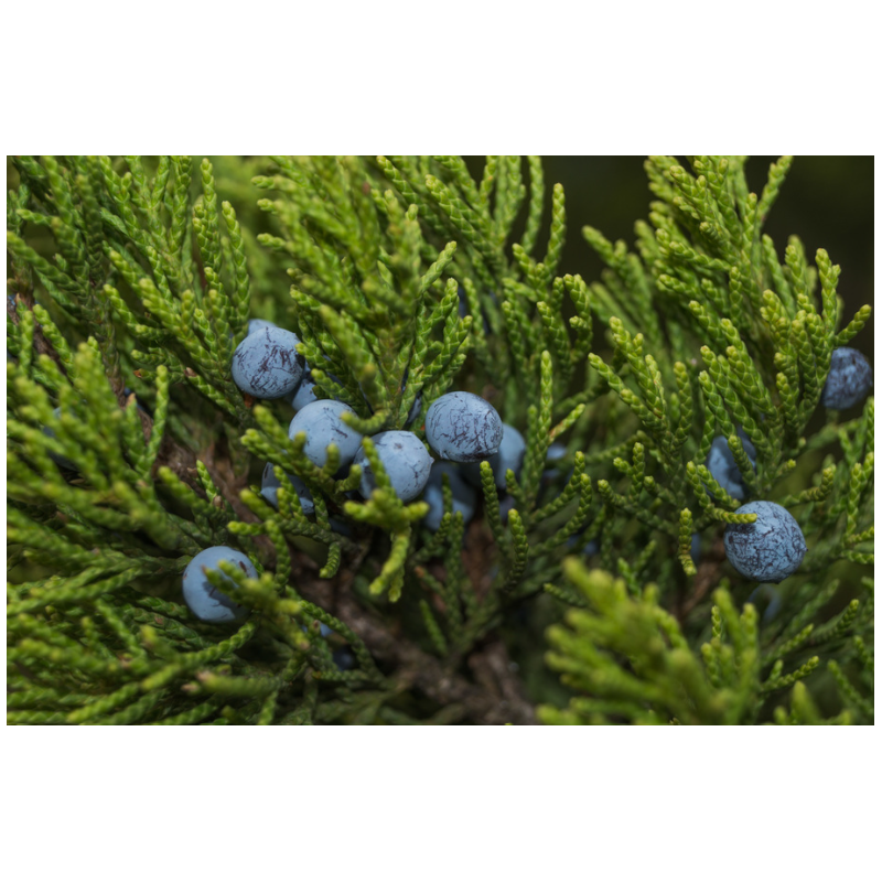 Plantin de Juniperus