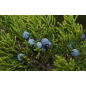 Plantin de Juniperus