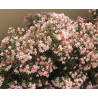 Plantin de Laurel Enano