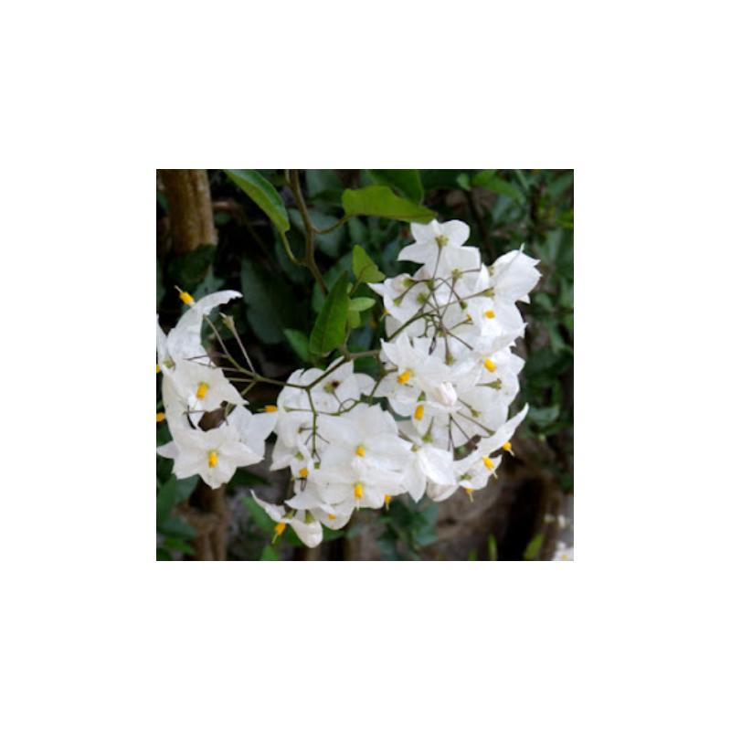 Plantin Solanum Jasminoides