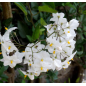 Plantin Solanum Jasminoides