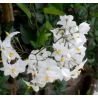 Plantin Solanum Jasminoides