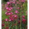 Plantin de Penstemon