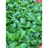 Plantin de Falkia Repens