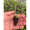 Plantin de Tiqui Tiqui / Phyla Nodiflora Reptans Plantin de Tiqui Tiqui / Phyla Nodiflora Reptans