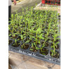 Plantin de Tiqui Tiqui / Phyla Nodiflora Reptans Plantin de Tiqui Tiqui / Phyla Nodiflora Reptans