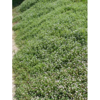 Plantin de Tiqui Tiqui / Phyla Nodiflora Reptans